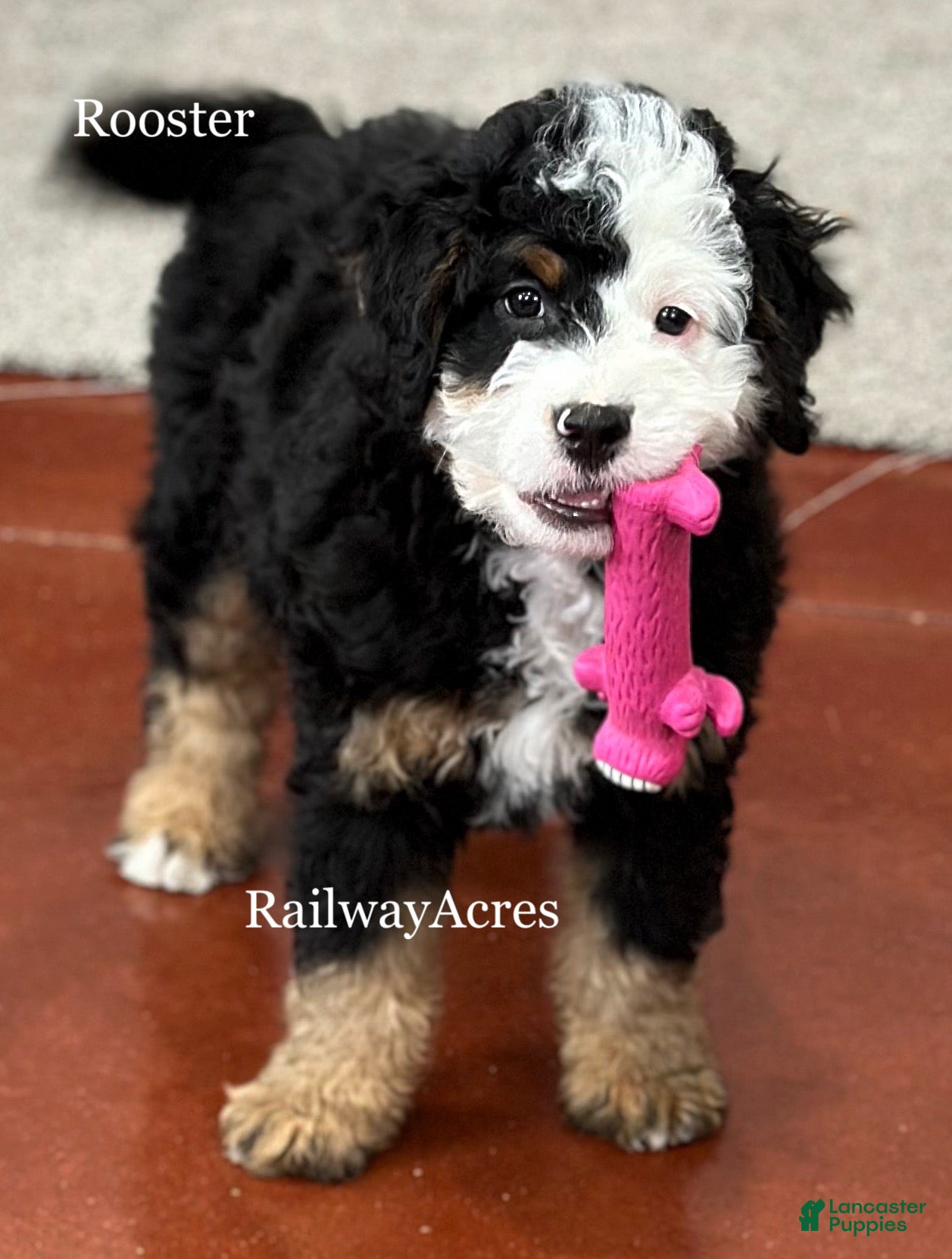 Mixed Breed dogs Rooster - Ad 18