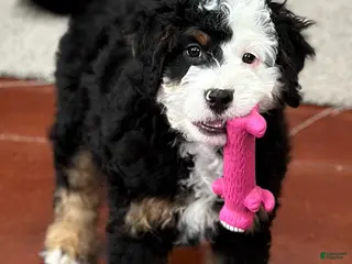 Mixed Breed dogs Rooster - Ad 26