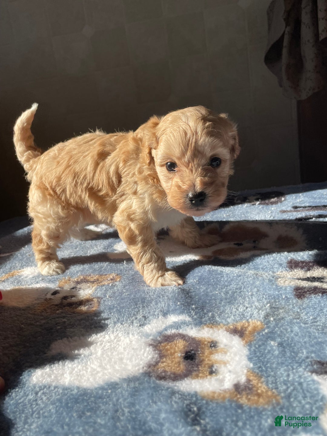 Maltipoo dogs for sale: Mozart - Ad 2