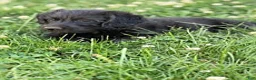 Mixed Breed dogs for sale: Majesta - Ad 1