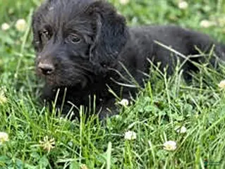Mixed Breed dogs Majesta - Ad 31