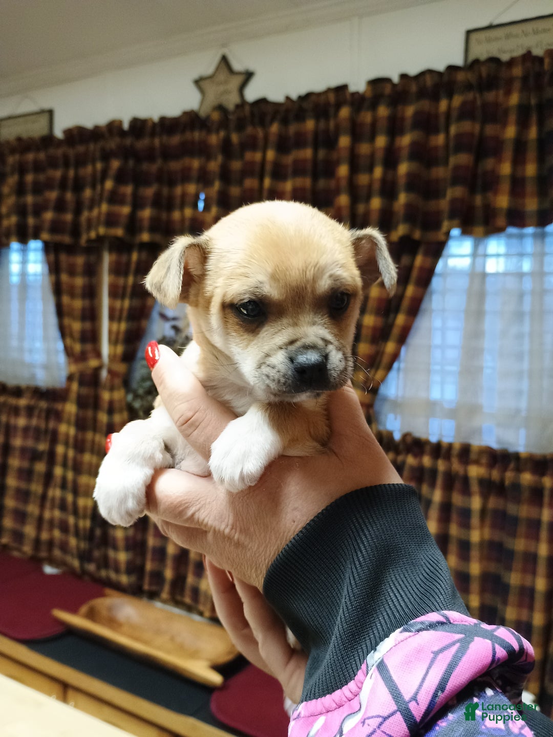Chihuahua dogs for sale: Blaze - Ad 9