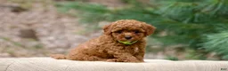 Miniature Poodle dogs for sale: Miniature Poodle 5 - Ad 2