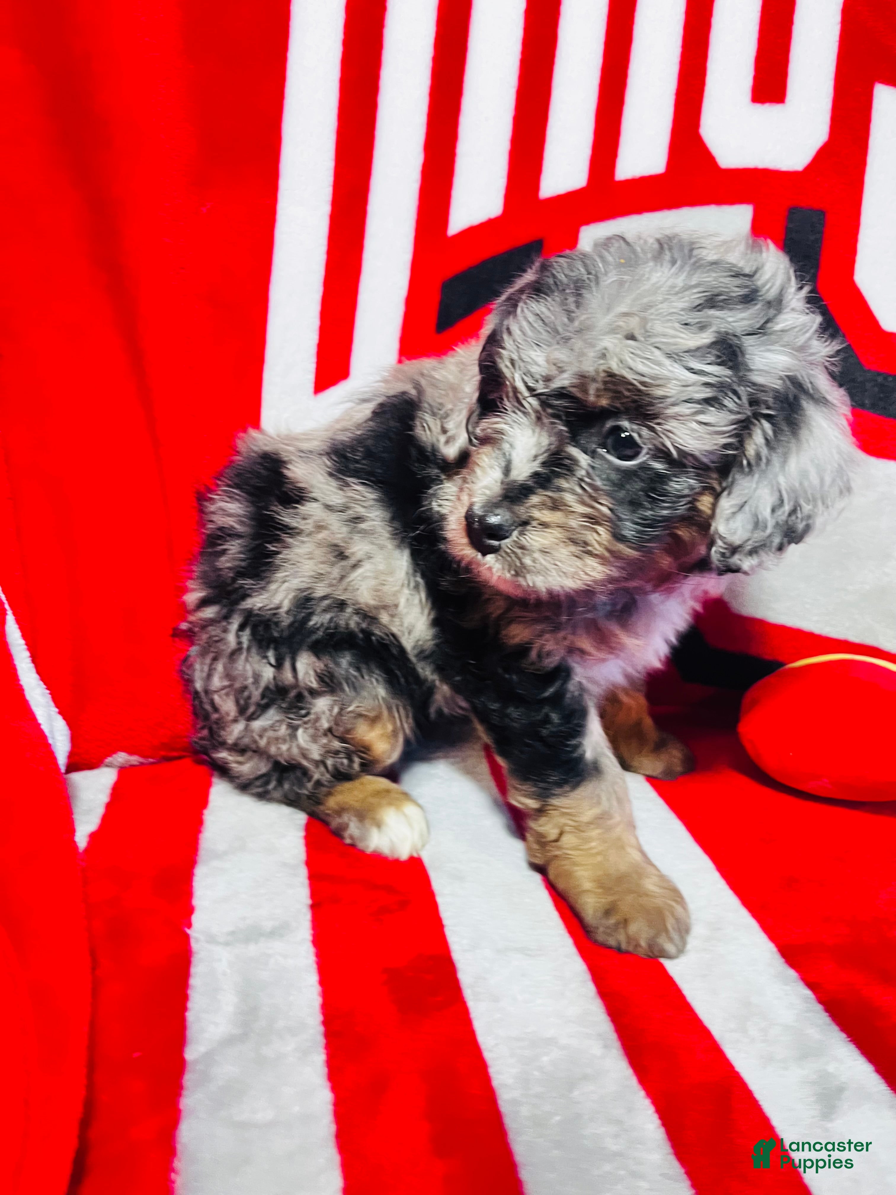 Mini Aussiedoodle dogs Joy-Merle - Ad 2