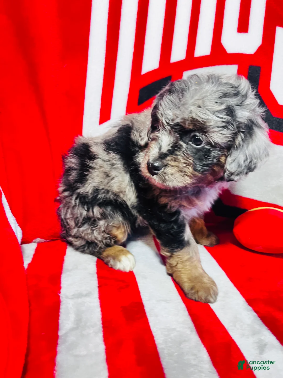 Mini Aussiedoodle dogs for sale: Joy-Merle - Ad 2