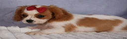 Cavalier King Charles Spaniel dogs for sale:  Nugget🐾 - Ad 7