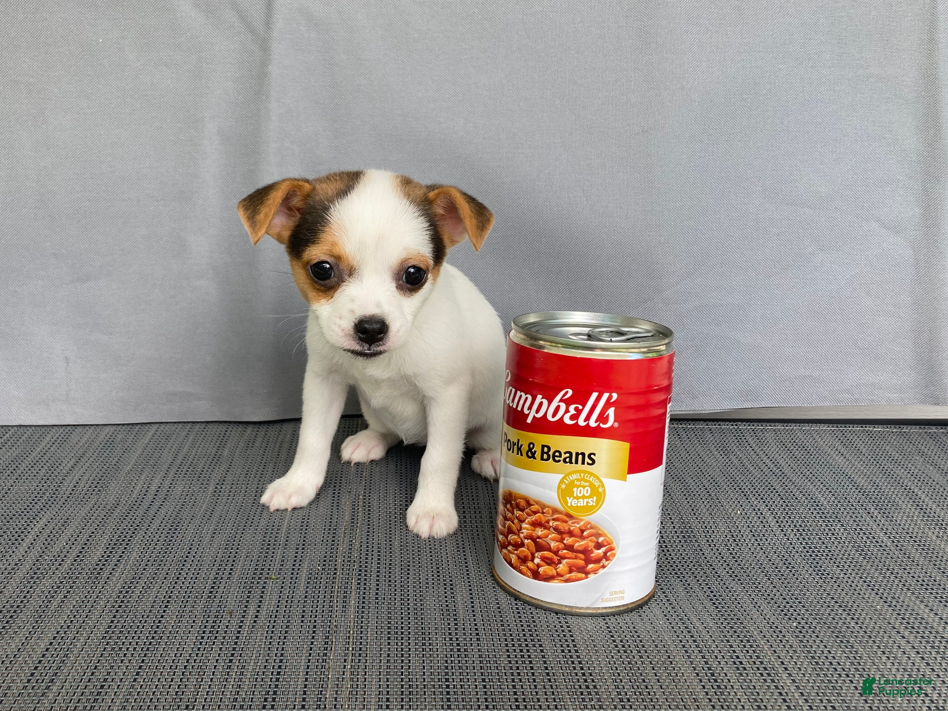 Chihuahua dogs Willow - Ad 1
