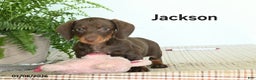 Miniature Dachshund dogs for sale: Jackson - Ad 2
