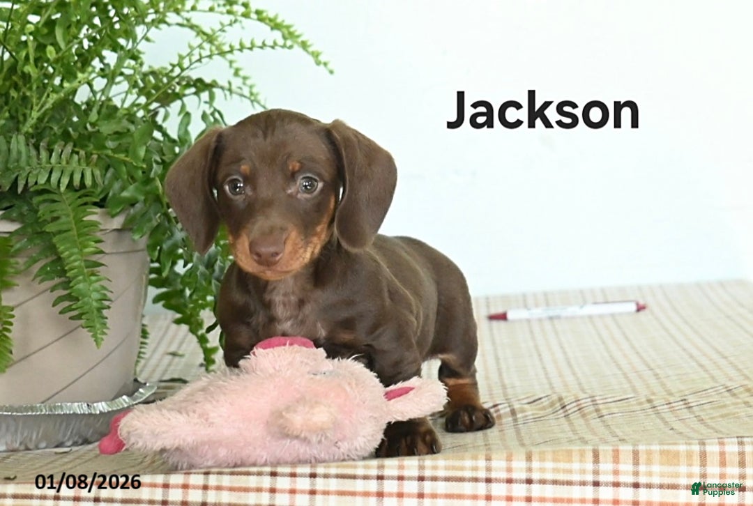 Miniature Dachshund dogs for sale: Jackson - Ad 2