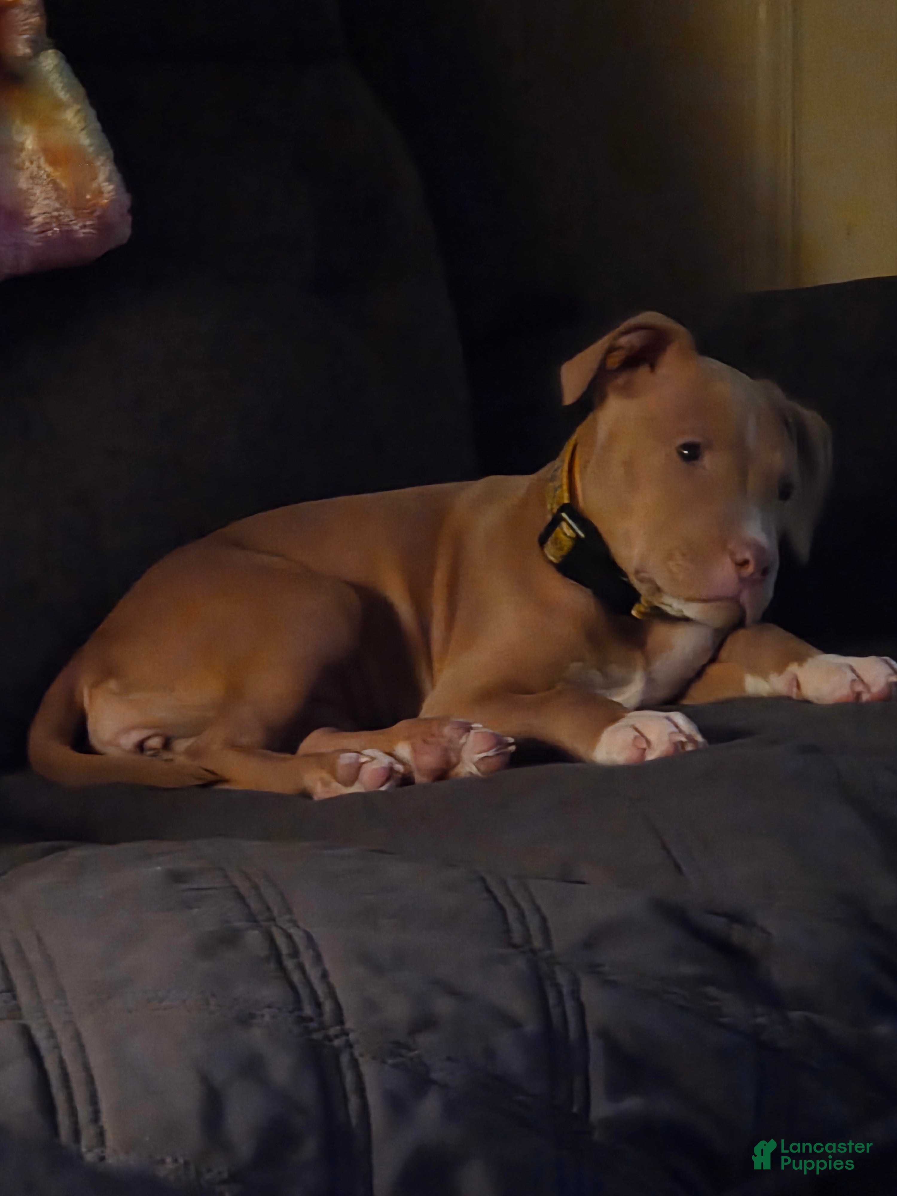 American Pit Bull Terrier dogs American Pit Bull Terrier Puppy 2 - Ad 17