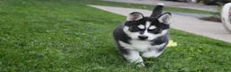 Siberian Husky dogs for sale: Alaska - Ad 4