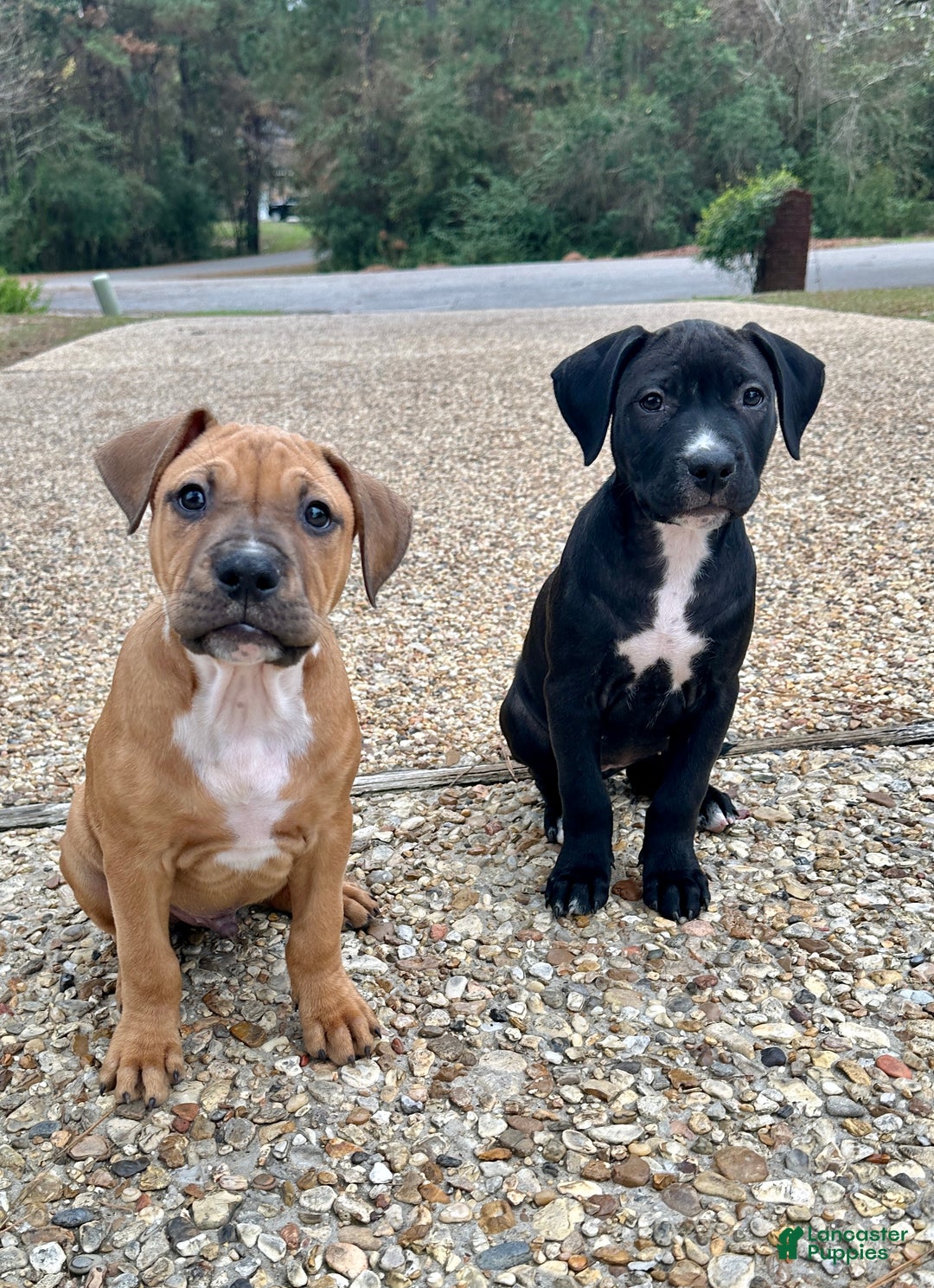 American Pit Bull Terrier dogs for sale: Bella - Ad 17