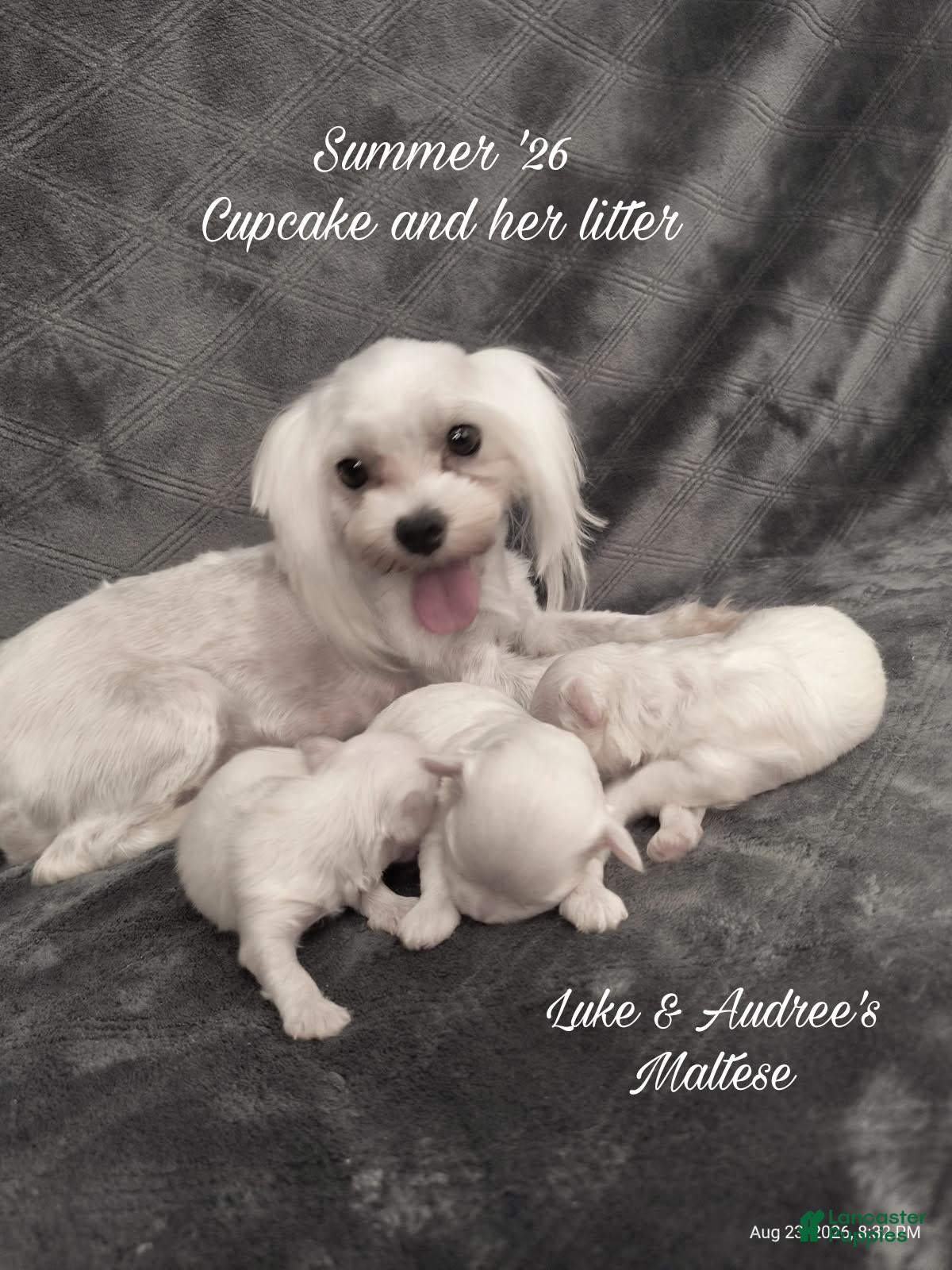 Maltese dogs Maltese 2 - Ad 2