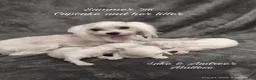 Maltese dogs for sale: Maltese 2 - Ad 2