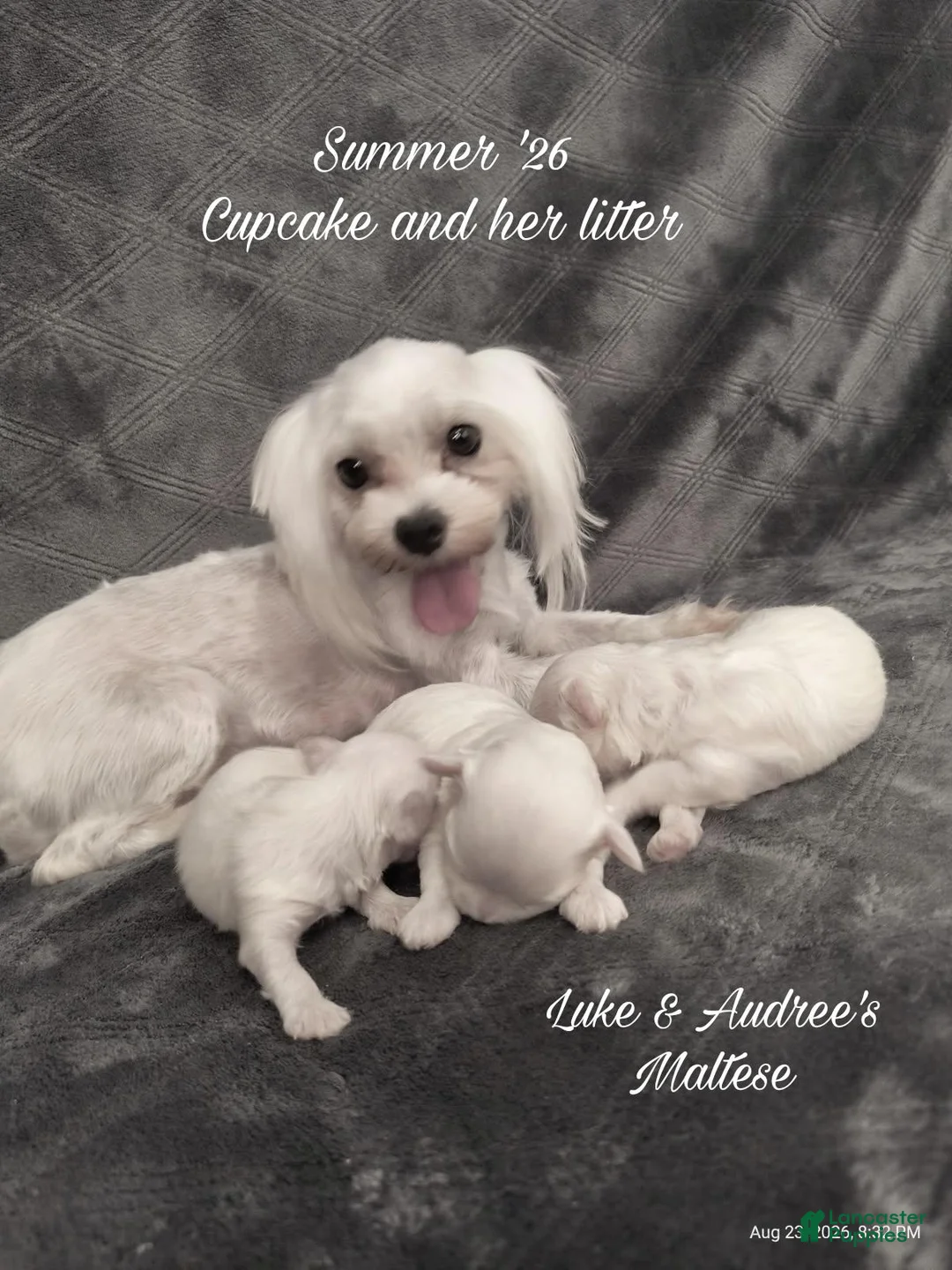 Maltese dogs for sale: Maltese 2 - Ad 2