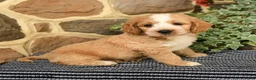 Cockapoo dogs for sale: Dunkin - Ad 3