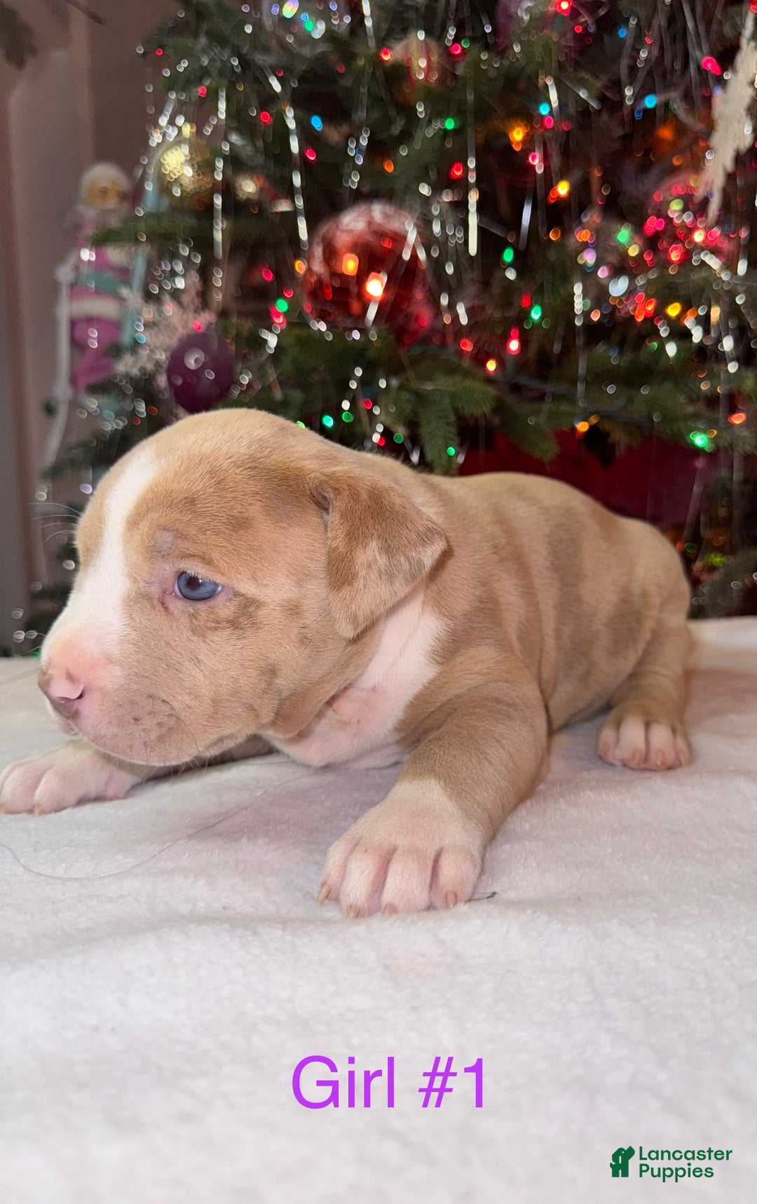 American Bully dogs for sale: American Bully Puppy 2 - Ad 1
