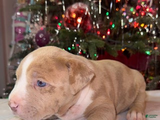 American Bully dogs American Bully Puppy 2 - Ad 3