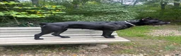 Cane Corso dogs for sale: Corso(brindle, Green Collar) - Ad 4