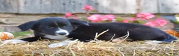 Border Collie dogs for sale: Tenleigh - Ad 3
