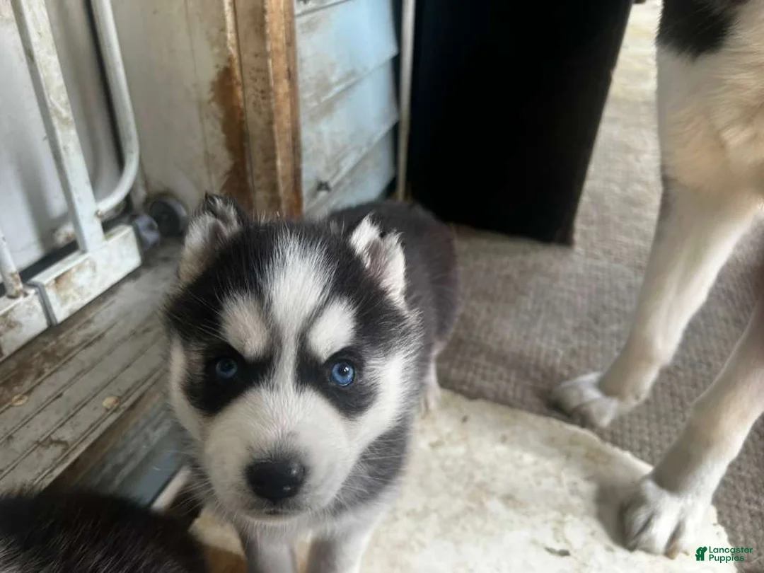 Alaskan Husky dogs for sale: Linda - Ad 3