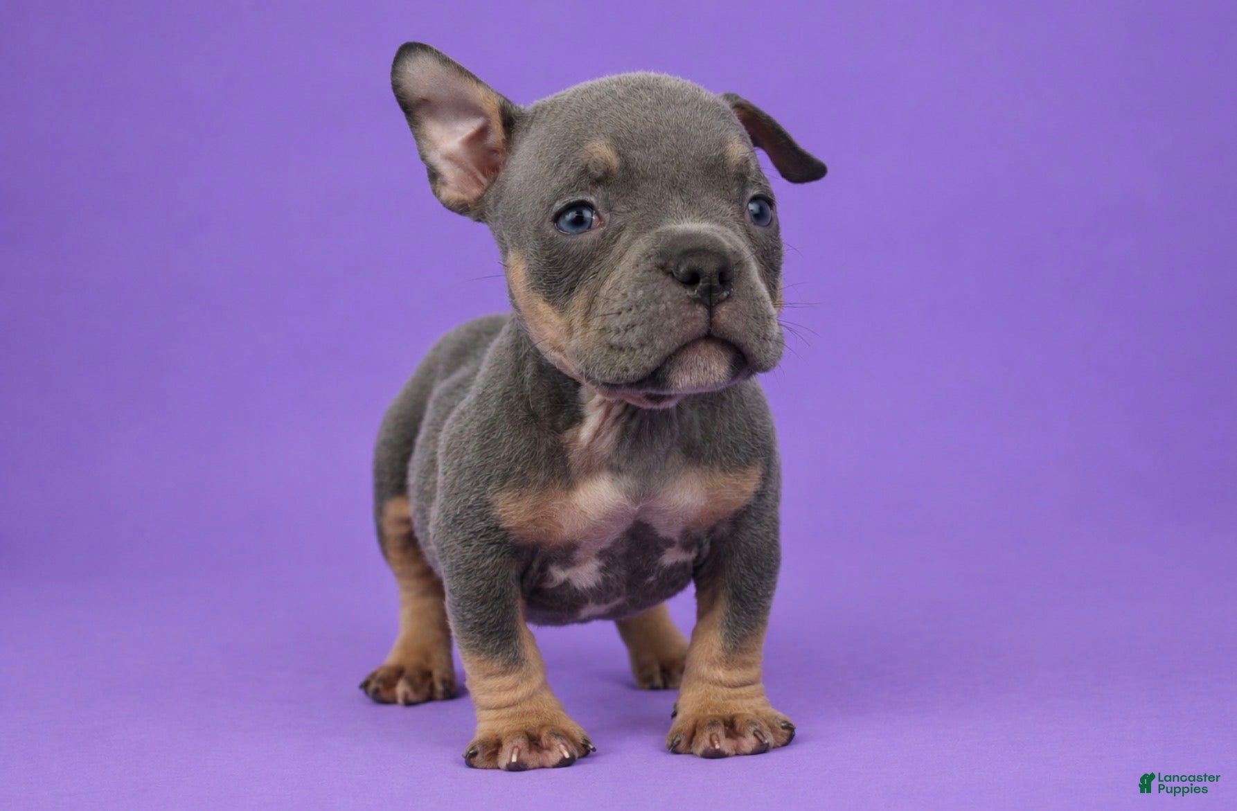 American Bully dogs Blue Tri Male - Ad 1