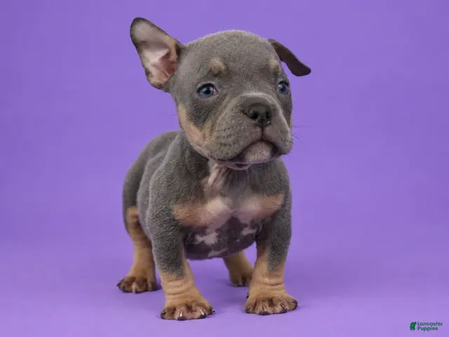American Bully dogs Blue Tri Male - Ad 1