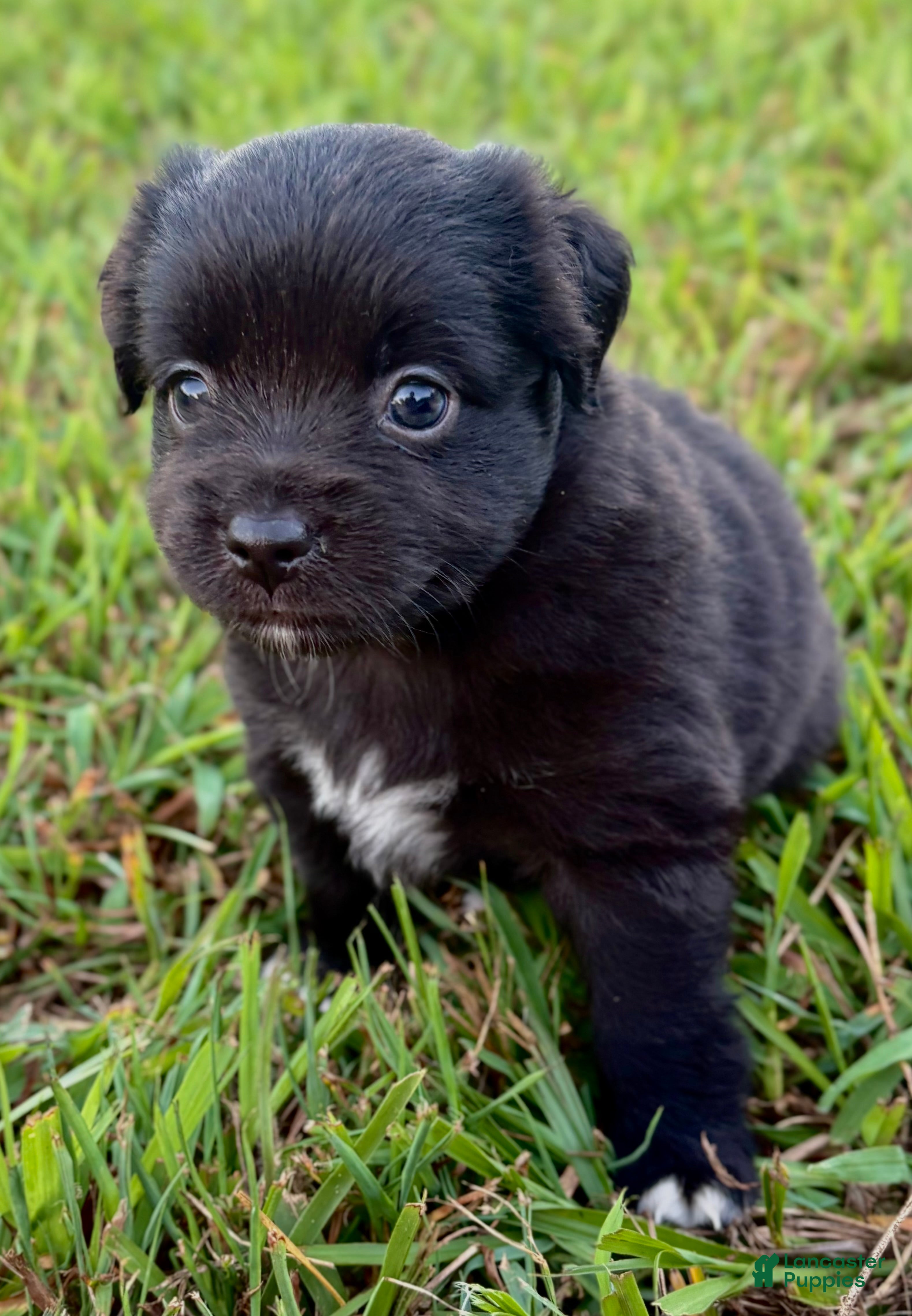 Toy Australian Shepherd dogs Wendy - Ad 1