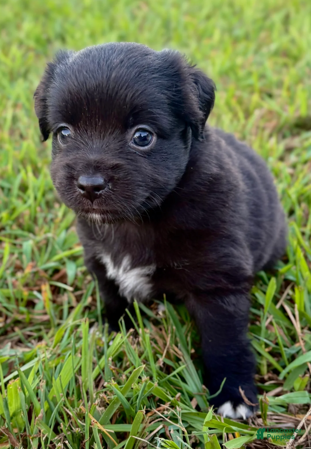 Toy Australian Shepherd dogs for sale: Wendy - Ad 1