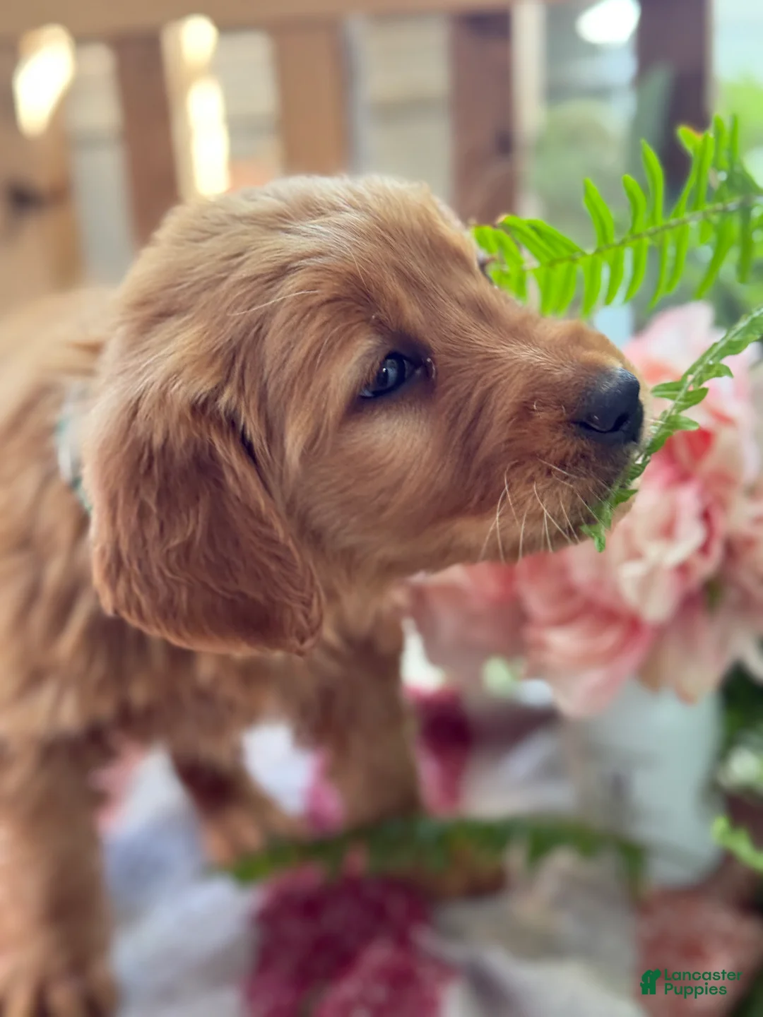 Golden Retriever dogs for sale: Rose - Ad 4