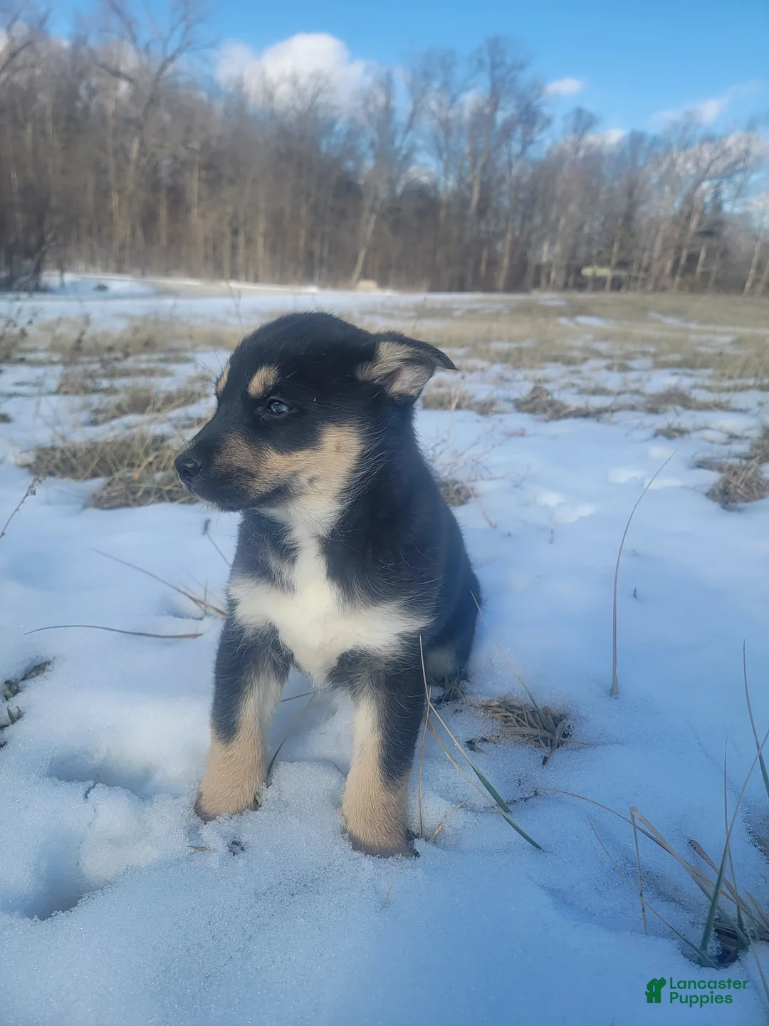 Gerberian Shepsky dogs for sale: Lola - Ad 2