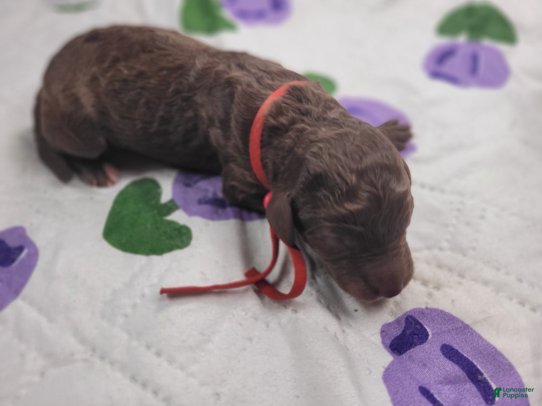 Labradoodle dogs for sale: Gemma - Ad 2