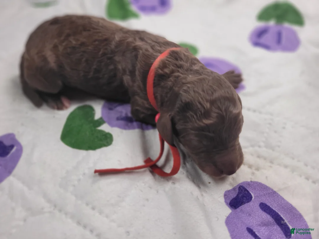 Labradoodle dogs for sale: Gemma - Ad 4