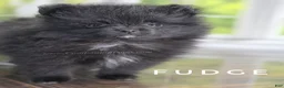 Pomeranian dogs for sale: Fudge - Adventerous Love Bug! - Black Boy - Ad 10