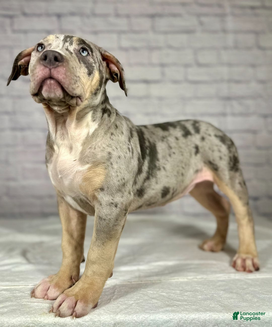 American Bully dogs for sale: Blue Moon - Ad 5