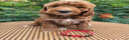 Mini Goldendoodle dogs for sale: Red Collar - Ad 3
