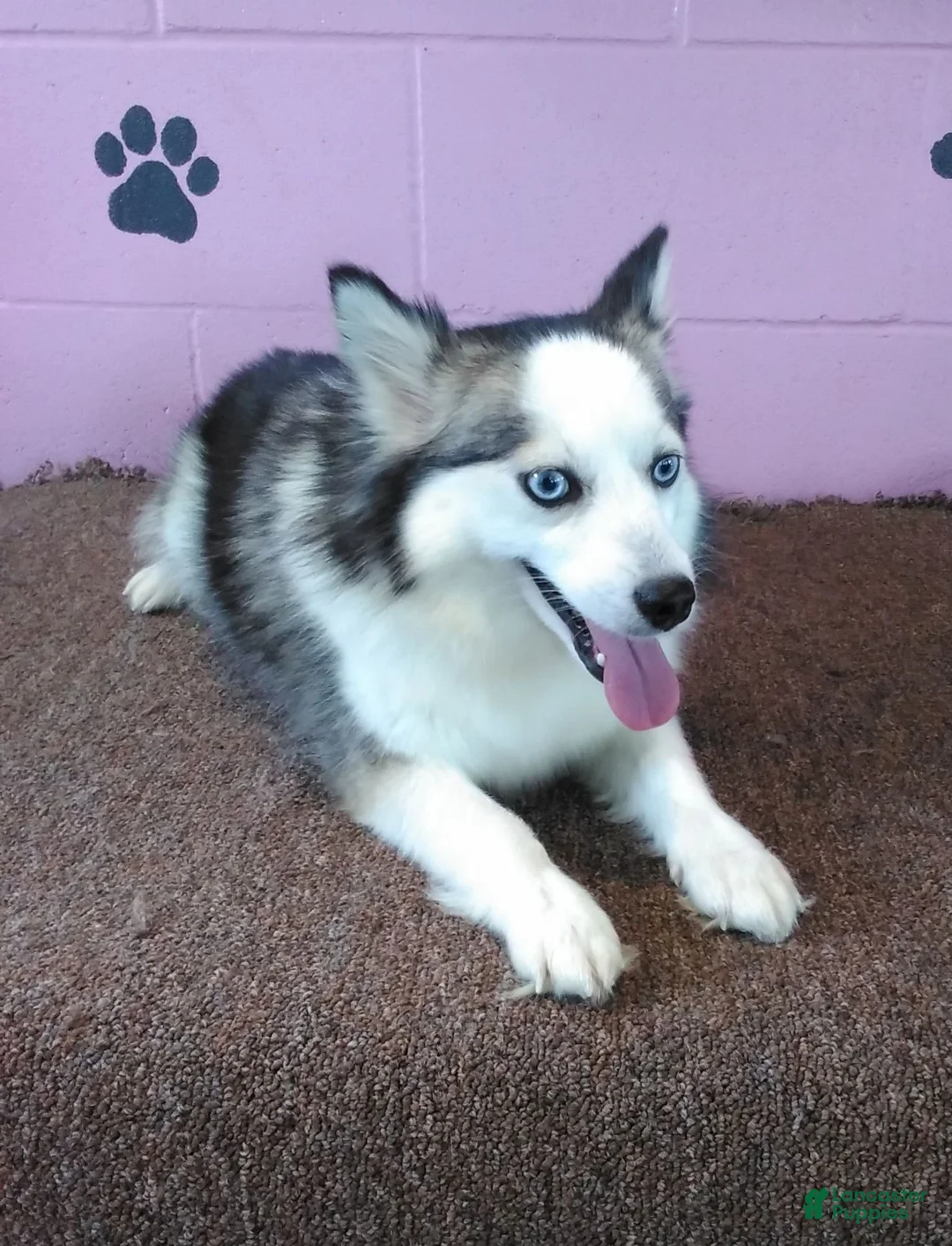 Pomsky dogs for sale: boe - Ad 7