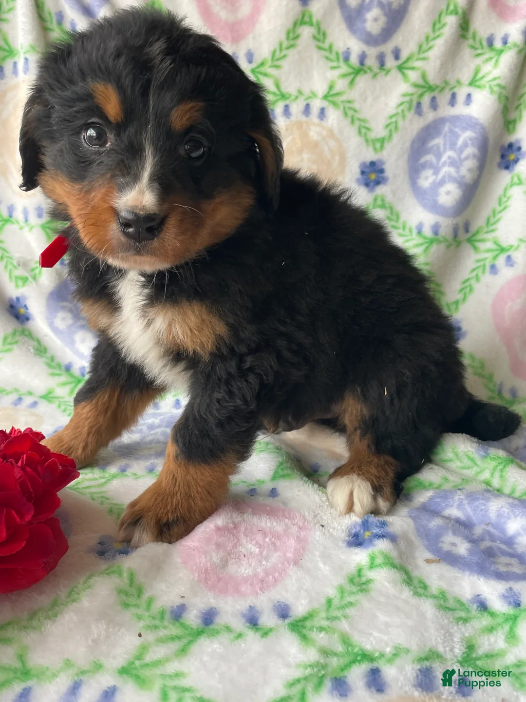 Bernese Mountain Dog dogs for sale: River - Ad 4
