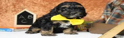 Cockapoo dogs for sale: Rocky  - Ad 5