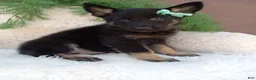 German Shepherd dogs for sale: Bandit  - Ad 4