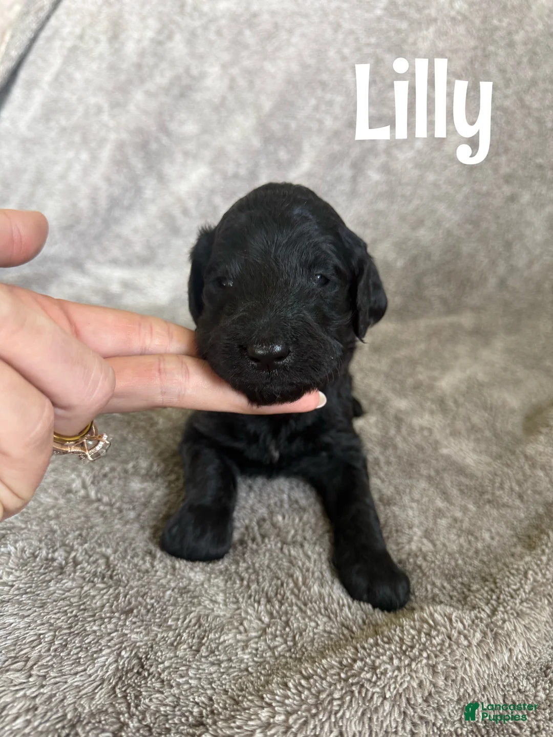 Goldendoodle dogs for sale: Lilly - Ad 1