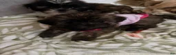 Shih Tzu dogs for sale: Shih Tzu 3 - Ad 6