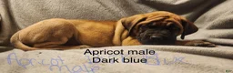 English Mastiff dogs for sale: English Mastiff Puppy 7 - Ad 4