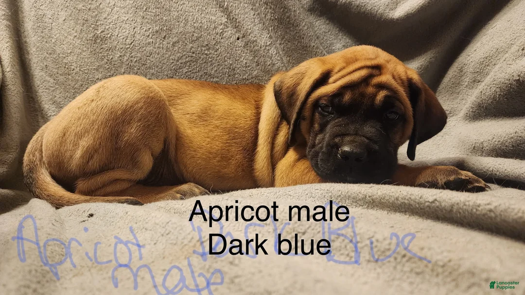 English Mastiff dogs for sale: English Mastiff Puppy 7 - Ad 4