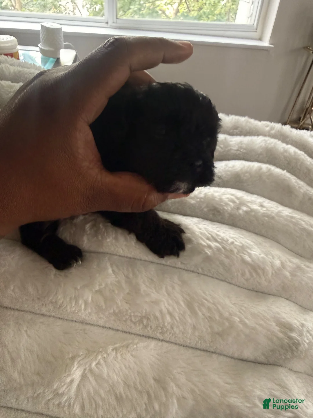 Yorkiepoo dogs for sale: Yorkiepoo 3 - Ad 2