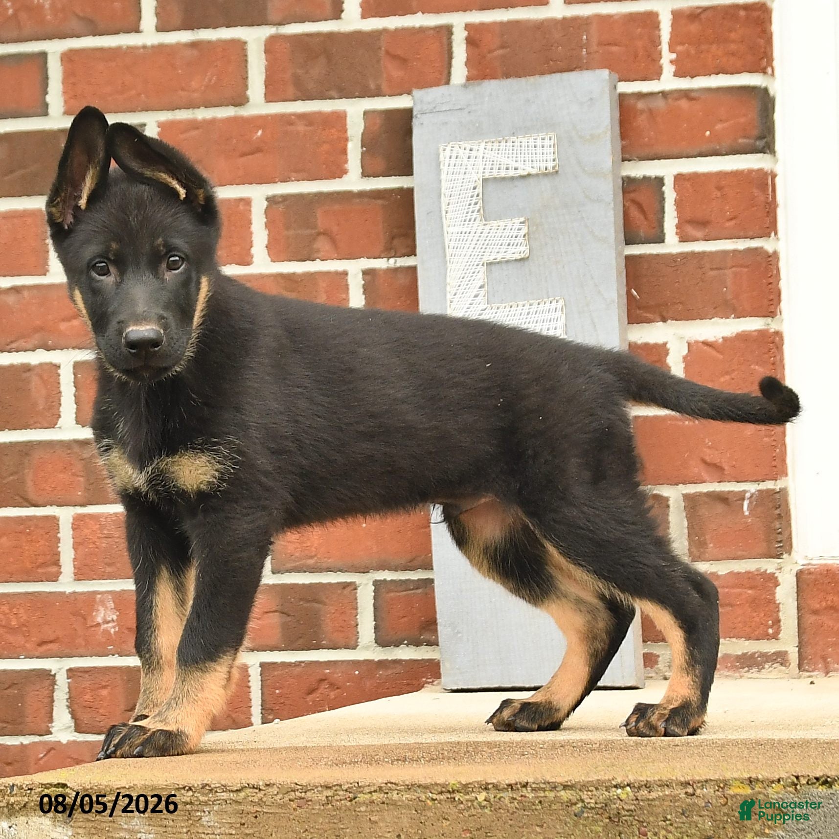 German Shepherd dogs Fin  - Ad 2