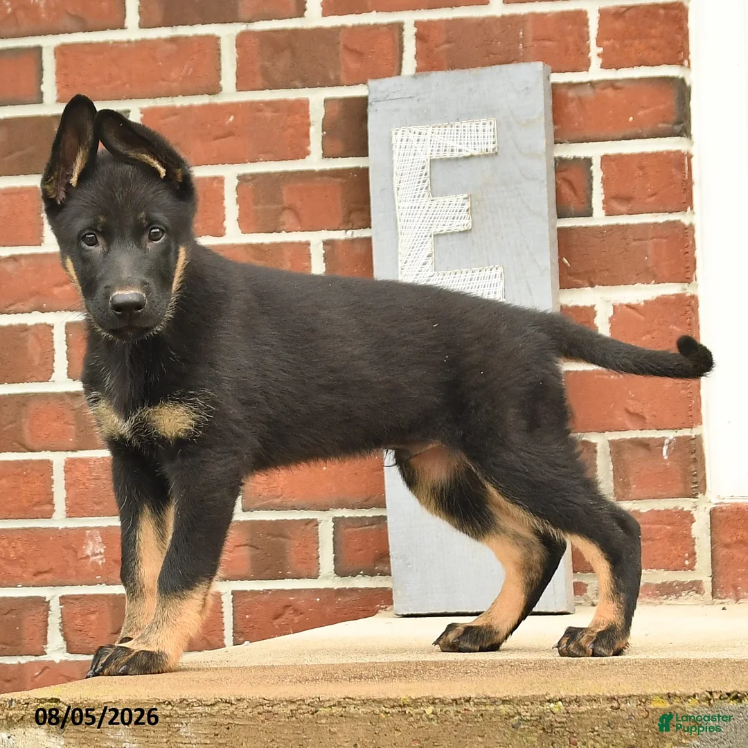German Shepherd dogs for sale: Fin  - Ad 2