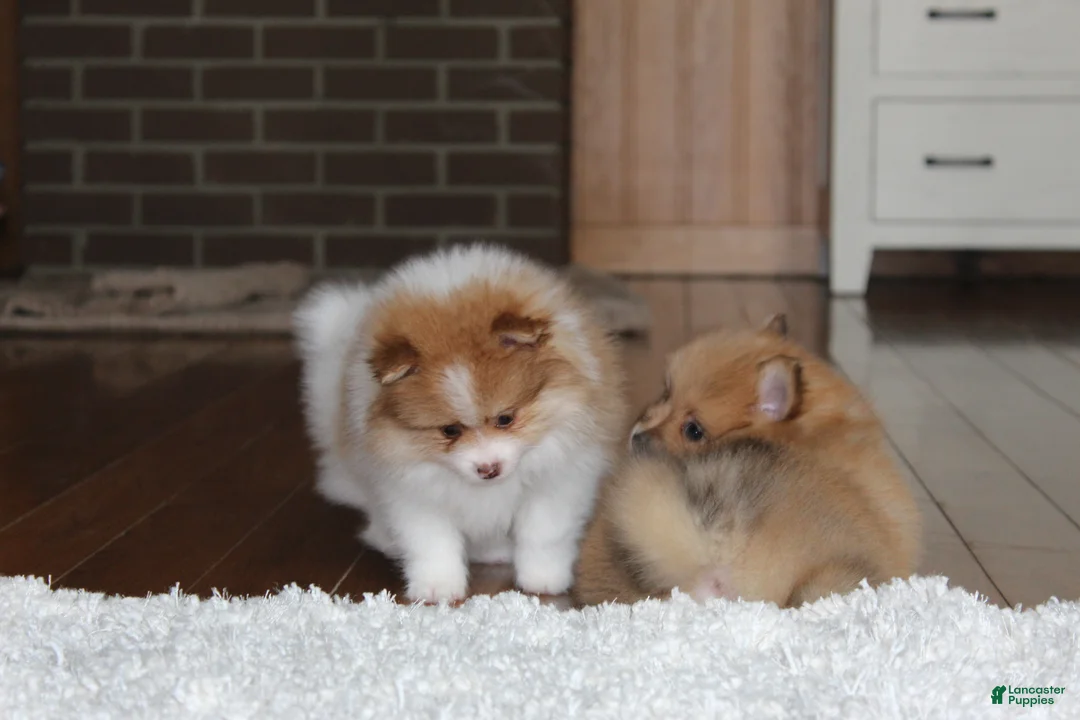 Pomeranian dogs for sale: Kenny - Ad 8