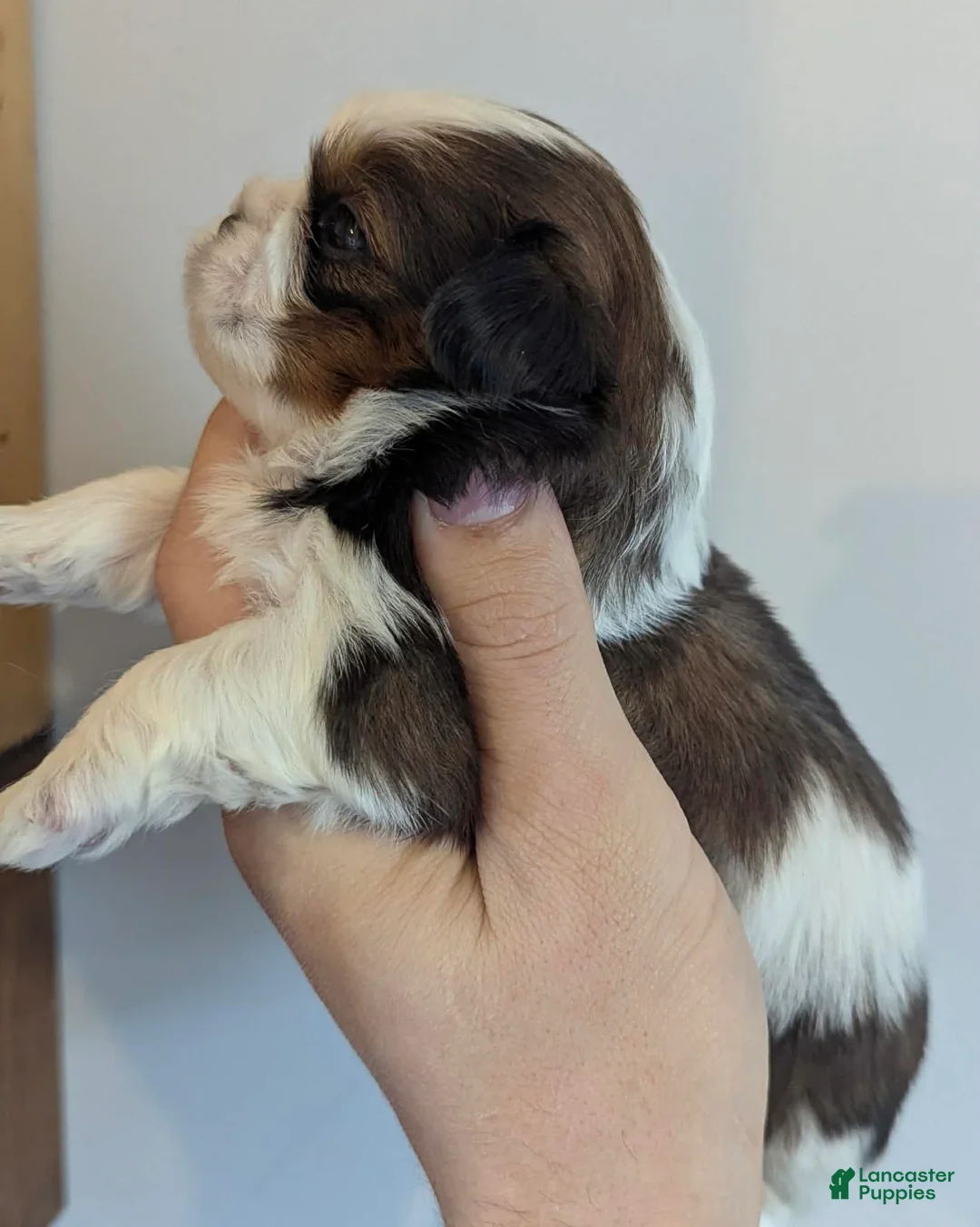 Shih Tzu dogs for sale: Sky - Ad 2