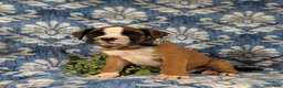 Boxer dogs for sale: Paco - Ad 3